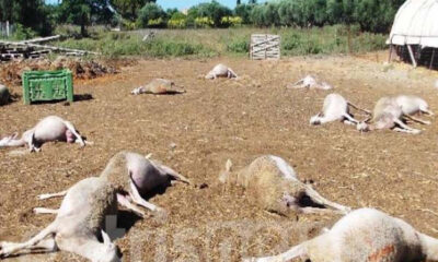 Πύργος: Δηλητηρίασαν ολόκληρο κοπάδι πρόβατα