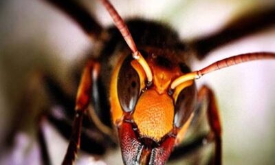 Μάχη γιγάντιας ιαπωνικής σφήκας Vs σκορπιού