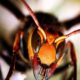 Μάχη γιγάντιας ιαπωνικής σφήκας Vs σκορπιού
