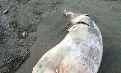 Σμύρνη: Βρέθηκε δελφίνι με δύο κεφάλια!