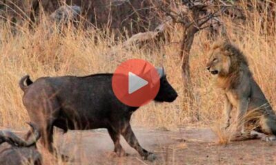 Βίντεο με Άγρια Ζώα | Βούβαλοι εναντίον λιονταριών