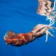 Γιγαντιαίο καλαμάρι που πιάστηκε στα δίχτυα αλιέων στην Ανταρκτική
