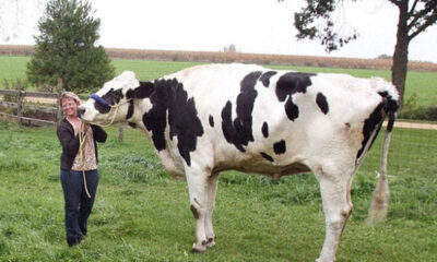 Την λένε Blosom και είναι ψηλότερη αγελάδα στον κόσμo