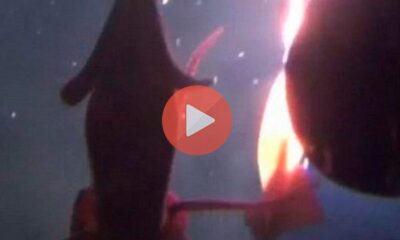 Καλαμάρι τρία μέτρα επιτίθεται σε υποβρύχιο | Αστεία Βίντεο