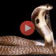 Βίντεο με Φίδια | Το video με θανατηφόρες κόμπρες προστατεύουν μωρό, έχει γιάνει viral και κάνει το γύρο του Youtube