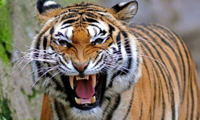 Παρίσι : Τίγρης «ελεύθερης βοσκής» σπέρνει τον πανικό