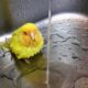 Έχετε δει πουλάκι να παίρνει το μπάνιο του; Για ρίξτε μια ματιά στο βίντεο!