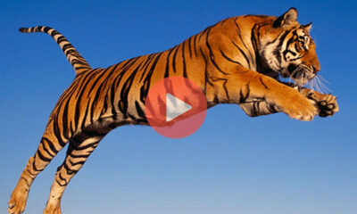 Βίντεο με Τίγρης | Επικό άλμα μιας τίγρης σε Slow Motion με σκοπό να αρπάξει το φαγητό της