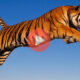 Βίντεο με Τίγρης | Επικό άλμα μιας τίγρης σε Slow Motion με σκοπό να αρπάξει το φαγητό της