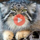 Σπάνιο βίντεο με τον κρητικό αγριόγατο | Βίντεο με Γάτες