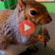 Όταν οι σκίουροι ζουν με καλούς τρόπους | Αστεία Βίντεο