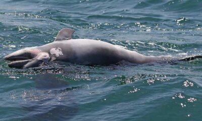 Πρέβεζα: Νεκρό μωρό δελφίνι εντοπίστηκε στο λιμάνι