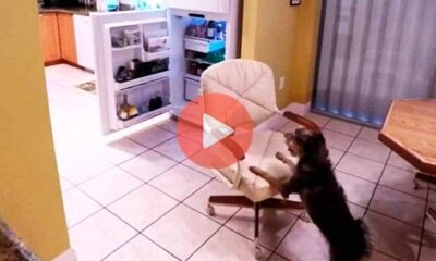 «Δαιμόνιος» σκύλος αδειάζει το ψυγείο | Αστεία Βίντεο με Ζώα