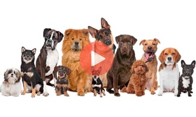 Τι κερδίζεις αν ταΐσεις έναν αδέσποτο σκύλο | Βίντεο με Σκυλιά