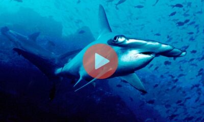 Ψαράς βγάζει 34 νεκρά μικρά από την κοιλιά σφυροκέφαλου καρχαρία | Βίντεο με Καρχαρίες