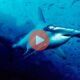 Ψαράς βγάζει 34 νεκρά μικρά από την κοιλιά σφυροκέφαλου καρχαρία | Βίντεο με Καρχαρίες