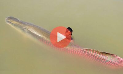 Απίστευτο πλάσμα εντόπισαν στον Αμαζόνιο | Βίντεο με Παράξενα Φαινόμενα