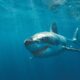 Η 10χρονη ηρωίδα που αψήφησε τον καρχαρία