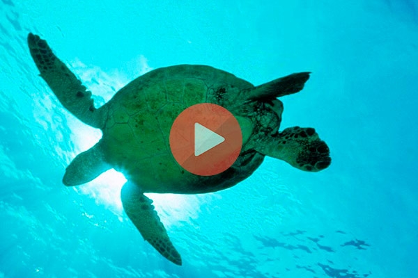 Νεογέννητα χελωνάκια να βγαίνουν από την φωλιά τους στην Ζάκυνθο | Βίντεο με Χελωνάκια