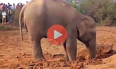 Ελέφαντας πέρασε 11 ώρες σκάβοντας μια τρύπα για να απεγκλωβίσει το μικρό του | Βίντεο με Ελέφαντες