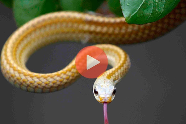 Του πετάχτηκε φίδι μπροστά του και του άρπαξε την GoPro κάμερα του | Viral Video