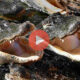 Ισορροπεί πάνω από πεινασμένους αλιγάτορες | Viral Video