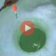 Σε αυτό το βίντεο ένας άντρας καταφέρνει να πιάσει μια τεράστια πέστροφα, μέσα από μια τρύπα στον πάγο μιας λίμνης.