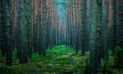 Δείτε το έδαφος που «αναπνέει» σε δάσος στον Καναδά