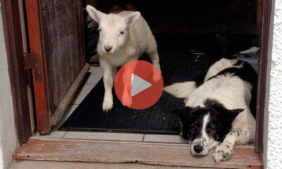 Πρόβατο με κρίση ταυτότητας: Νομίζει ότι είναι σκύλος | Βίντεο με Ζώα