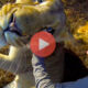 Μασάζ στο λιοντάρι χάδια στην τίγρη και άλλα πολλά απίστευτα | Βίντεο με Ζώα