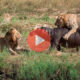 Τα λιοντάρια τα βρήκαν σκούρα με τον ιπποπόταμο | Βιντεο με Ζώα