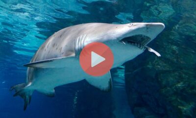 Ο θηλυκός καρχαρίας τίγρης χρειάστηκε 21 ώρες για να τον φάει, αλλά δεν μπόρεσε να χωνέψει ολόκληρο το θύμα του και η ουρά του άτυχου καρχαρία, όπως φαίνεται και στο σχετικό βίντεο, εξέχει από το στόμα του θηλυκού καρχαρία | Βίντεο με Καρχαρίες