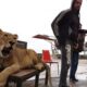 Λιοντάρι δραπέτευσε από σπίτι και προκάλεσε πανικό | Παράξενες Ειδήσεις