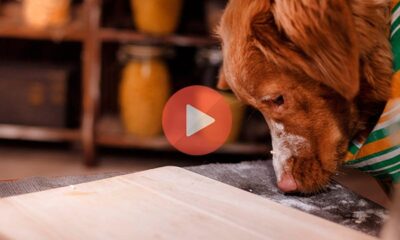 Σκύλος Τρώει σε τραπέζι χρησιμοποιώντας μαχαιροπίρουνα με τα χέρια | Βίντεο με Ζώα
