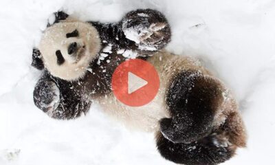 Τα ενθουσιώδη παιχνίδια ενός πάντα με το χιόνι | Βίντεο με Ζώα