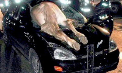 Αυτοκίνητο τράκαρε με άλογο στη Μακρακωμη | Παράξενες Ειδήσεις