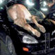 Αυτοκίνητο τράκαρε με άλογο στη Μακρακωμη | Παράξενες Ειδήσεις