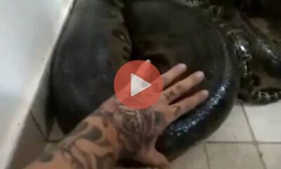 Άνδρας με κατοικίδια ανακόντα παραλίγο να χάσει το χέρι του για να τη χαϊδέψει | Viral Βίντεο