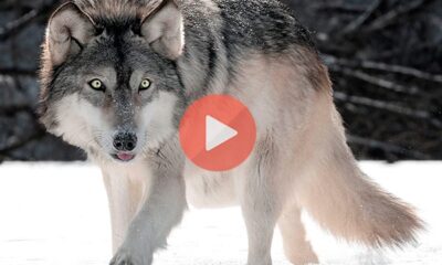 Το εκπληκτικό δέσιμο μιας κοπέλας με έναν τεράστιο άγριο λύκο | Περίεργα Νέα & Περίεργες Ειδήσεις