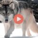 Το εκπληκτικό δέσιμο μιας κοπέλας με έναν τεράστιο άγριο λύκο | Περίεργα Νέα & Περίεργες Ειδήσεις