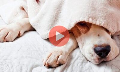 Σκύλοι βλέπουν στα όνειρά τους πως τρέχουν | Αστεια Βιντεο
