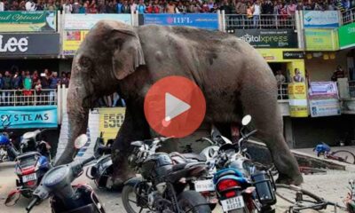 Άγριος ελέφαντας καταστρέφει τα πάντα στο πέρασμά του | Βίντεο με Ελέφαντες