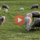 Τρίχρονη ξεγεννά προβατίνα on camera | Περίεργα Νέα & Περίεργες Ειδήσεις