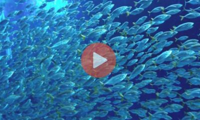 Κολυμβητές δέχονται «επίθεση» από κοπάδι ψαριών | Περίεργα Νέα & Περίεργες Ειδήσεις