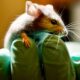 Έφαγε ζωντανό ποντίκι και στην συνέχεια ήπιε βότκα για να το «χωνέψει» | Περίεργα Νέα & Περίεργες Ειδήσεις