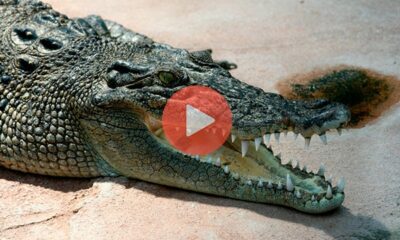 Κροκόδειλος έφαγε το πόδι άνδρα σε λίμνη | Περίεργα Νέα & Περίεργες Ειδήσεις