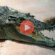 Κροκόδειλος έφαγε το πόδι άνδρα σε λίμνη | Περίεργα Νέα & Περίεργες Ειδήσεις
