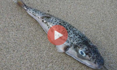Γιατί ο λαγοκέφαλος είναι τόσο επικίνδυνο ψάρι