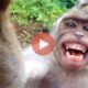 Ξεκαρδιστική επίθεση μαϊμούς σε ανυποψίαστο περαστικό | Αστεία Βίντεο