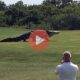 Αλιγάτορας βολτάρει ανέμελος σε γήπεδο γκολφ στη Φλόριντα | Παράξενα Βίντεο